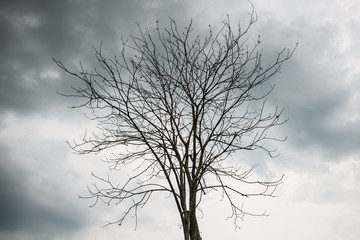 Dry tree branch with rainy cloudy day