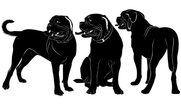 Dogue de Bordeaux
