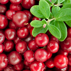 organic cowberry