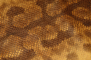 Background of snake skin leather texture