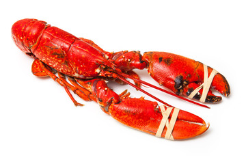 Cooked European common lobster isolated on a white studio backgr