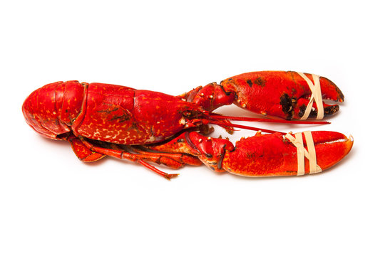 Cooked European common lobster isolated on a white studio backgr