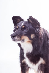 Portrait eines Mischlingshundes