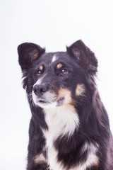 Portrait eines Mischlingshundes