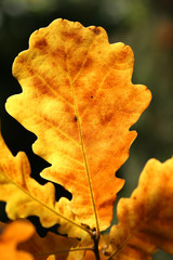 Fototapeta na wymiar yellow oak leaf