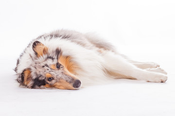 Langhaarcollie liegt auf der Seite