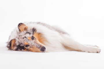 Gelangweilter Collie