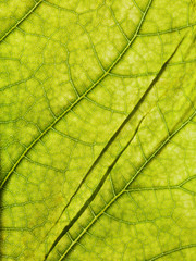 Naklejka na ściany i meble leaf texture