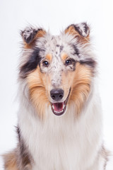 Fototapeta premium Collie Portrait