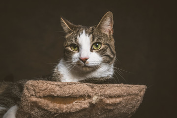 Cute young tabby cat with white chest lying on scratching post a