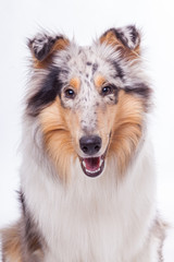 Langhaarcollie in blue merle