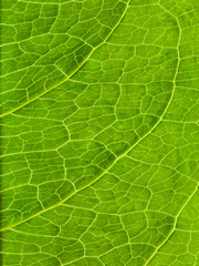 green leaf texture