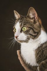 Cute young tabby cat with white chest lying on scratching post a