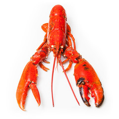 Cooked European lobster isolated on a white studio background.