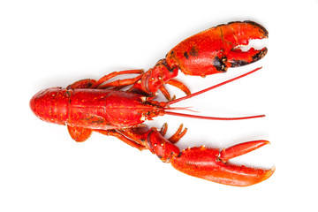 Cooked European lobster isolated on a white studio background.