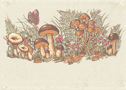white mushrooms, chanterelles and oyster mushrooms