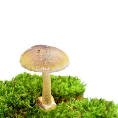 amanita phalloides