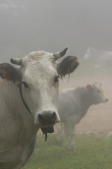 Vache gasconne dans le brouillard