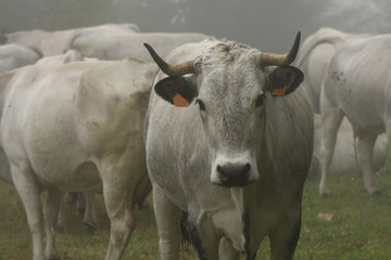 Vache gasconne dans le brouillard