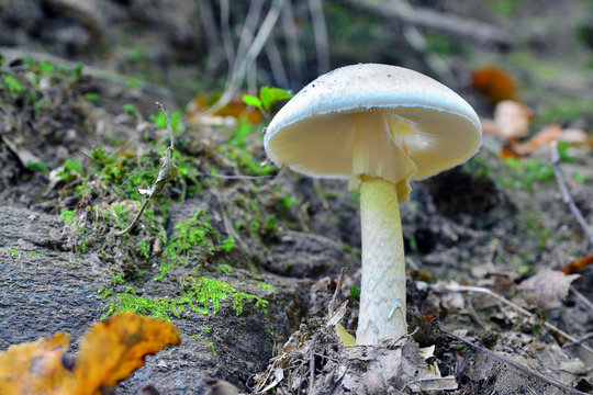 amanita phalloides