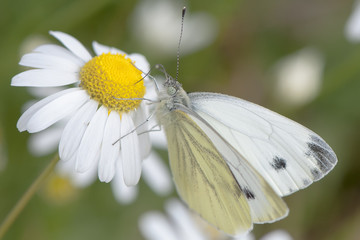 close  view of white butterfly pieris brassicae