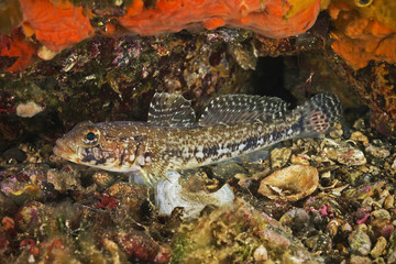 Slender gobi, Schlankgrundel (Gobius geniporus)