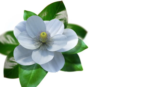 growing magnolia flower time lapse with isolated mask