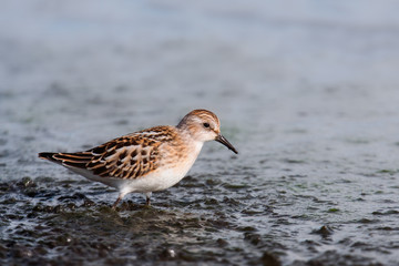 Zwergstrandl&auml;ufer