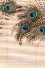 Obraz premium Beautiful feather of a peacock