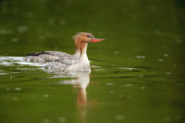 Mergus serrator, Red-breasted Merganser.