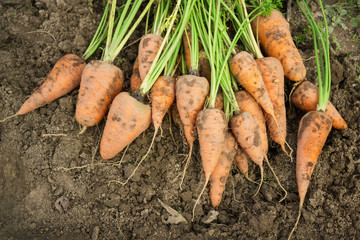 Fototapeta premium Dug carrots lying on the arable land
