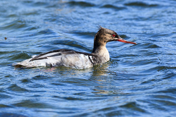Mergus serrator, Red-breasted Merganser.