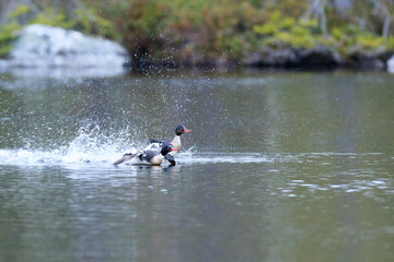 Mergus serrator, Red-breasted Merganser.