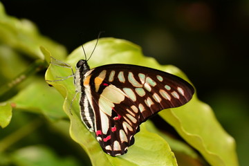 Graphium Dosani butterfly in the gardens