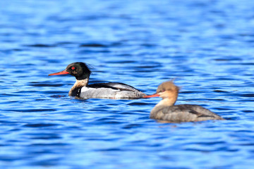 Mergus serrator, Red-breasted Merganser.