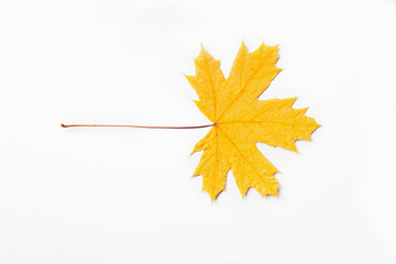 yellow dry maple leaf