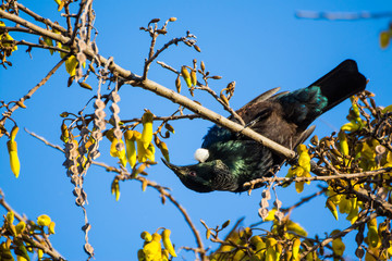 Tui Upside Down