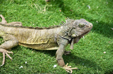 Iguanas enjoying the summer weather at a park