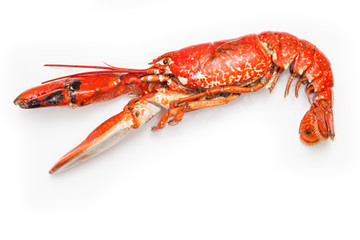 Cooked European lobster isolated on a white studio background.