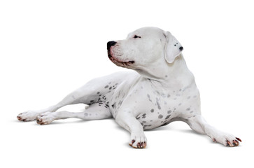 Lying adult dogo Argentino