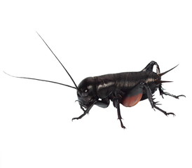 insect cricket isolated on white background