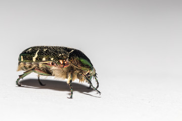 Rose Chafer