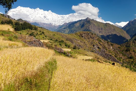 Rice field and snowy Himalayas mountain in Nepal