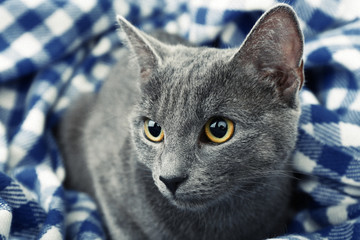 Cat on blue blanket closeup