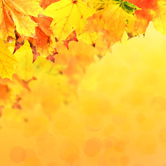 Naklejka na ściany i meble Vivid autumn leaves background