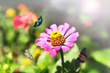 Beautiful flowers with butterflies in garden