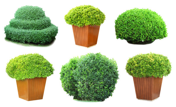 Collage Of Green Bushes Isolated On White