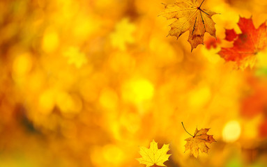 Beautiful autumn background