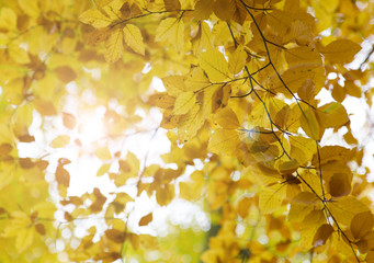 Fototapeta na wymiar Beautiful autumn background