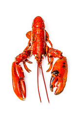 Cooked European lobster isolated on a white studio background.